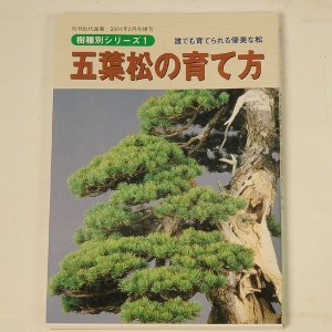 Photo1: Goyomatsu no sodatekata(Bonsai pinus parviflora manual book)