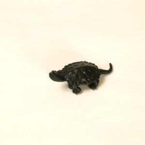 Photo1: Turtle(L)