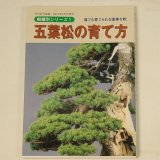 Photo: Goyomatsu no sodatekata(Bonsai pinus parviflora manual book)