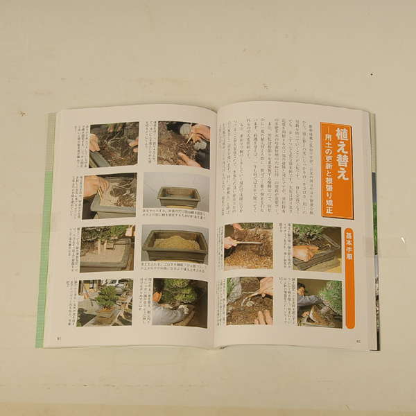 Photo: Kuromatsu no sodatekata(Bonsai black pine manual book)