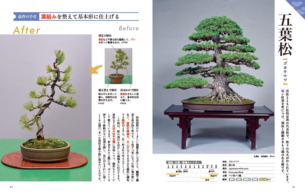 Photo: Kobayashi Kunio's bonsai book for biggner
